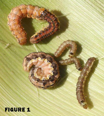resource center detail corn earworm control