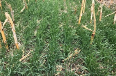 Spring grass cover crop