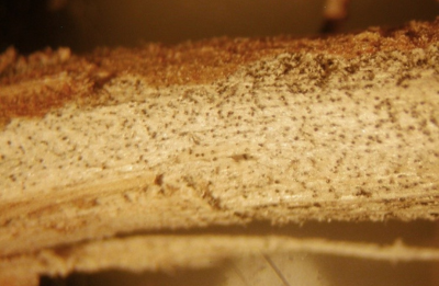 Charcoal rot microsclerotia on soybean stem.
