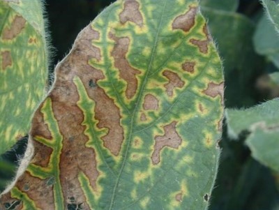 Image showing interveinal Chlorosis on soybean leaf