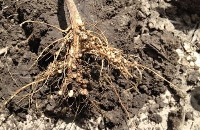 The large number and size of nodules is one sign of an adequate environment for nitrogen fixation of Bradyrhizobium species. (Photo by Nathan Mueller) (Taken from UNL CropWatch article)